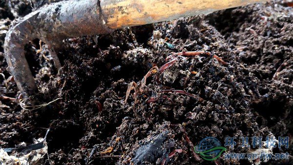 腐殖質(zhì)內(nèi)可以看到一些干垃圾，等蚯蚓吃掉所有腐殖質(zhì)，干垃圾便一覽無余